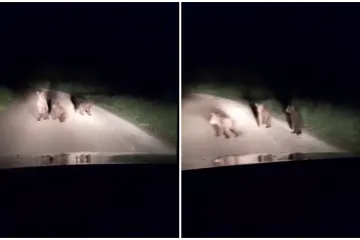 Tri medvjedića u Lici zaigrala se na cesti, ali ovaj susret mogao bi biti opasan: 'Ne prilazite im'