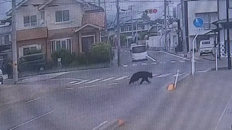 Ni strelice za omamljivanje mu nisu mogle ni&scaron;ta, pobjegao je medvjed koji je napao ljude