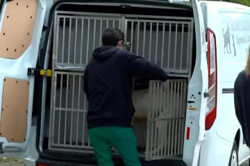 Trebali su biti spa&scaron;eni, umjesto toga ugibali su od gladi: Pronađeno 15 mrtvih pasa