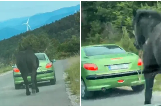 Uznemirujuća snimka iz Senja prijavljena policiji! Vezali konja za auto i vukli ga cestom