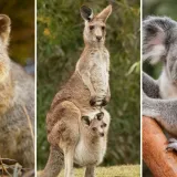 Fauna Australije je bogata brojnim vrstama, dokažite u kvizu da ih dobro poznajete