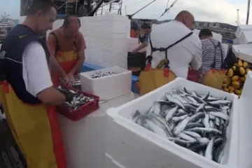 U ribarskim mrežama sve je manje ribe: Za&scaron;to je tome tako?