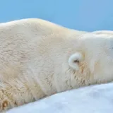 [KVIZ] Poku&scaron;aj točno odgovoriti na ova pitanja o životinjama Arktika i Antarktike