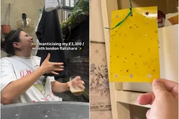 Stan pun plijesni i mi&scaron;eva plaćala je kao da živi u palači: Danas daje siću i uživa u luksuzu