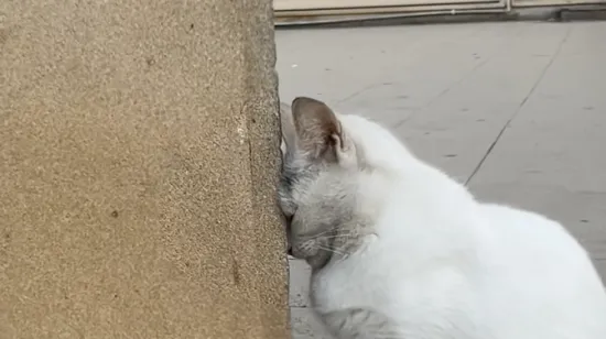 Mačka savr&scaron;eno pokazala osjećaj kada zna&scaron; da je petak daleko