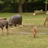 [KVIZ] Ako se smatra&scaron; velikim znalcem, oku&scaron;aj se na pitanjima o fauni svijeta