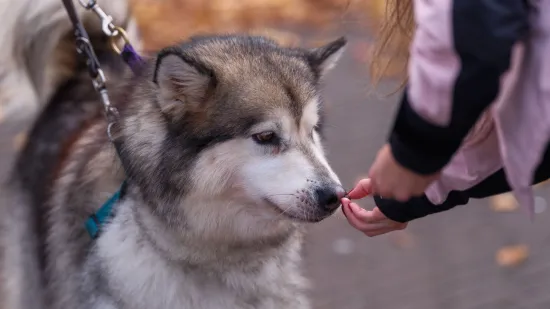 Veterinari savjetuju koji su najbolji dodaci prehrani za pse: Ove treba izbjegavati
