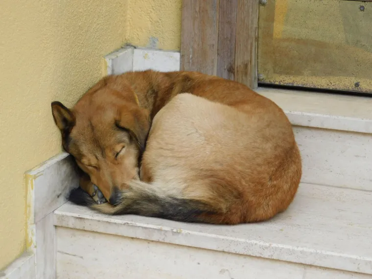 Pas vam spava vi&scaron;e nego inače? Veterinar otkriva kad je to normalno, a kad znak za uzbunu