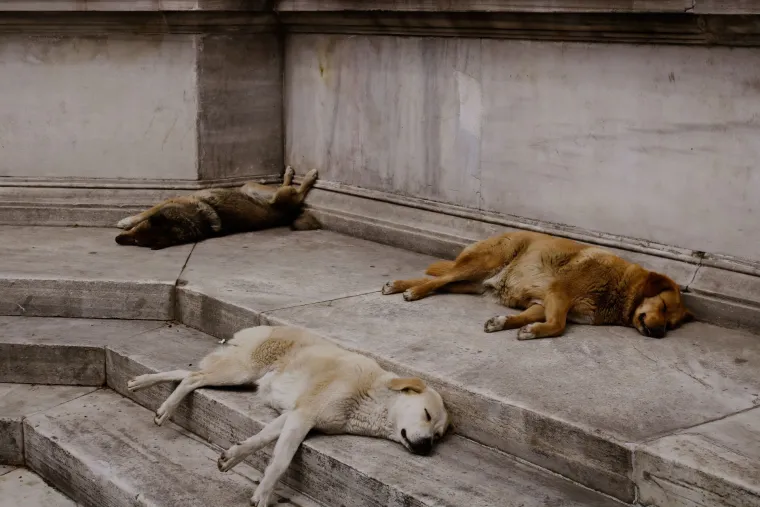 Pas vam spava vi&scaron;e nego inače? Veterinar otkriva kad je to normalno, a kad znak za uzbunu