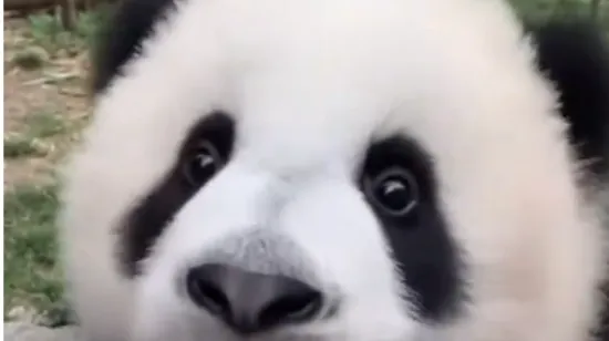 Ova preslatka panda svakome će popraviti dan