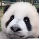 Ova preslatka panda svakome će popraviti dan