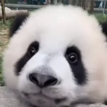 Ova preslatka panda svakome će popraviti dan