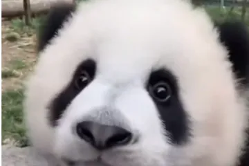 Ova preslatka panda svakome će popraviti dan