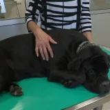 Jedna doza može spasiti četiri života! Ako imate psa ovo biste trebali znati