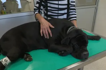 Jedna doza može spasiti četiri života! Ako imate psa ovo biste trebali znati