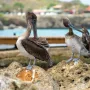 Jeste li čuli za Cura&ccedil;ao? Otok je to plavog pića, ali i nogometnog čuda