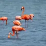Jeste li čuli za Cura&ccedil;ao? Otok je to plavog pića, ali i nogometnog čuda