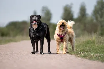 Veterinari upozorili kada je prevruće za &scaron;etnju psa: Jedna gre&scaron;ka može biti kobna