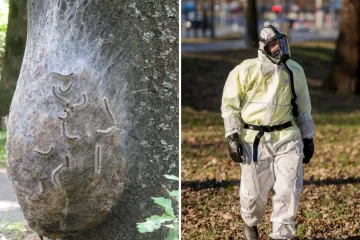 Njemačku napale otrovne gusjenice: 'Parkovi izgledaju kao mjesta zločina'