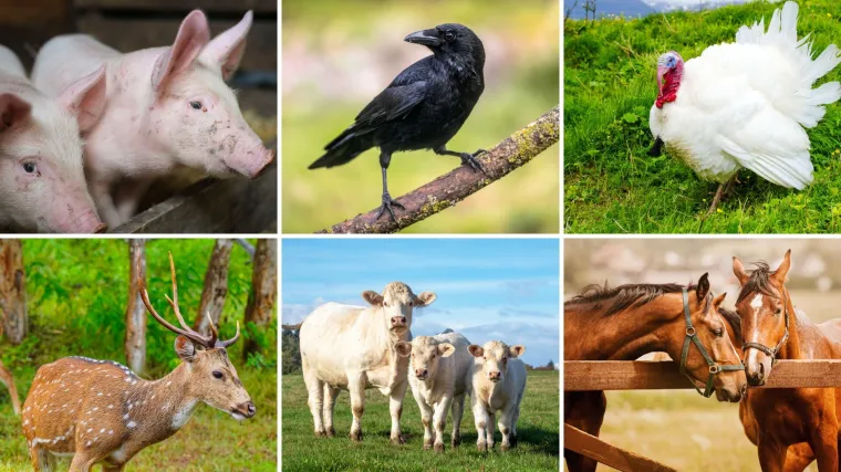 Kako se naziva glasanje ovih životinja? Iako izgleda lako, rijetki imaju sve točno na kvizu