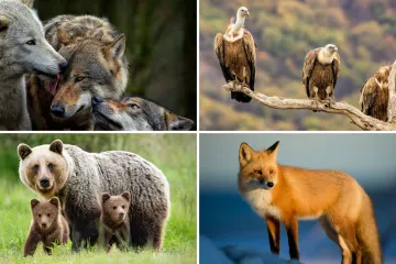 [KVIZ] Oku&scaron;aj se na ovim pitanjima i testiraj svoje znanje o europskim životinjskim vrstama