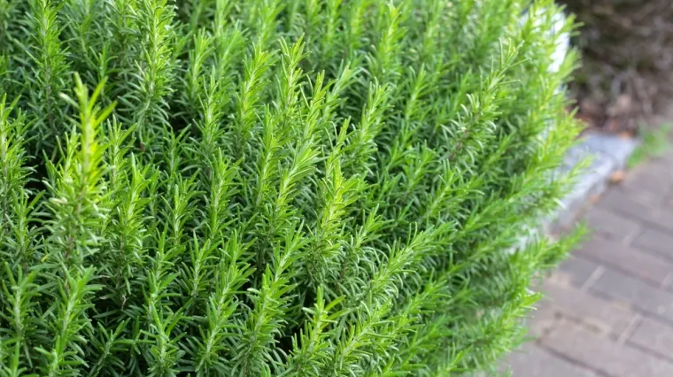Ova mediteranska biljka otporna je na su&scaron;u i &scaron;tetnike: Prepoznao ju je jo&scaron; Karlo Veliki