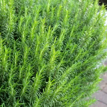 Ova mediteranska biljka otporna je na su&scaron;u i &scaron;tetnike: Prepoznao ju je jo&scaron; Karlo Veliki