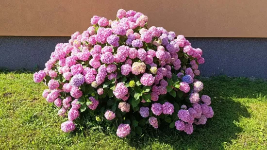 Odu&scaron;evljavaju rasko&scaron;nim cvatom: Ovo su fotografije va&scaron;ih ljepotica