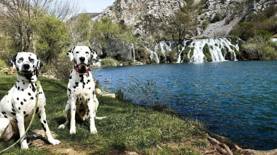 Elegantni, odani i neodoljivi: Ovih 40 ljepotana osvojit će vas na prvi pogled
