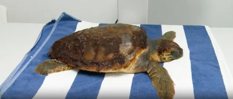 Glavata želva 'operira' na potezu između dvije plaže: Dječaka ugrizla za stražnjicu
