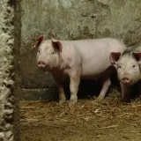 Svinjska kuga stigla do 99 slučajeva: Poznato kome će prvo pokucati inspektori