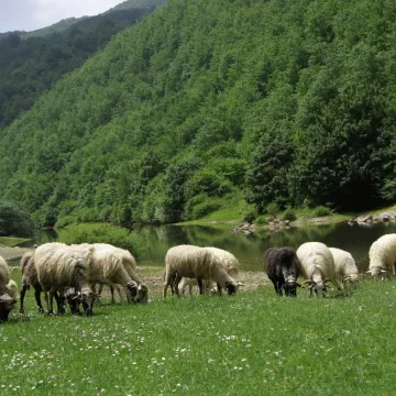 Snažno nevrijeme poharalo BiH: Grom ubio stado ovaca!