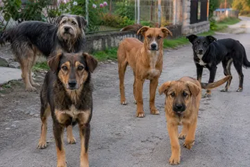 Pet pasa izgrizlo 63-godi&scaron;njaka, zavr&scaron;io u bolnici: Vlasnica dobila kaznu