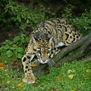 [KVIZ] Koliko činjenica zna&scaron; o oblačastom leopardu?