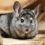Ključni su dobri uvjeti: Nisu uobičajeni, ali su popularni. Ne smiju se kupati u vodi