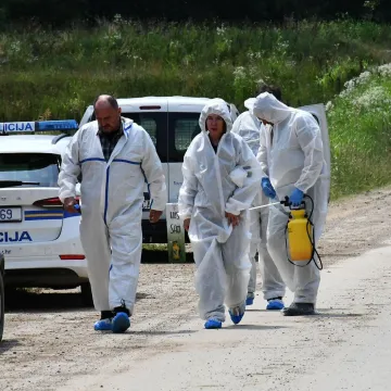 Alarm zbog virusa: U četiri općine kreće uklanjanje oko 600 svinja!