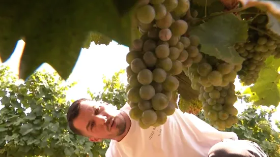 Hrvatski vinogradari u strahu: 'Ako uskoro ne padne ki&scaron;a, ne pi&scaron;e nam se dobro'