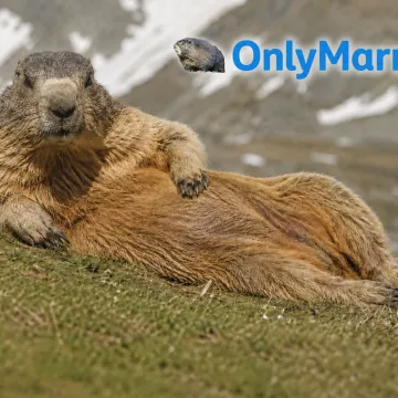 Svisci dobili profil na OnlyFansu! Svakako navratite na profil i ne sramite se otvoriti novčanike