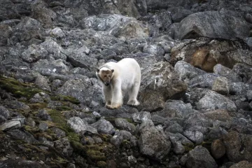 Arktik u opasnosti: Otapanje leda prijeti polarnim medvjedima, snimljeni na kamenom tlu