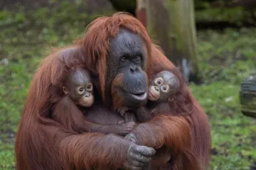 [KVIZ] Većina će pogrije&scaron;iti na ovim pitanjima o orangutanima, može&scaron; li ti imati sve točno?