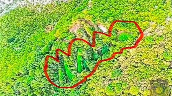 Pogledajte kolika je to plantaža: Ogromni zasadi kanabisa otkriveni u Hercegovini