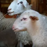 Traži se pastir u Slavoniji, uvjeti su toliko dobri da gazdi cijelu noć zvoni telefon