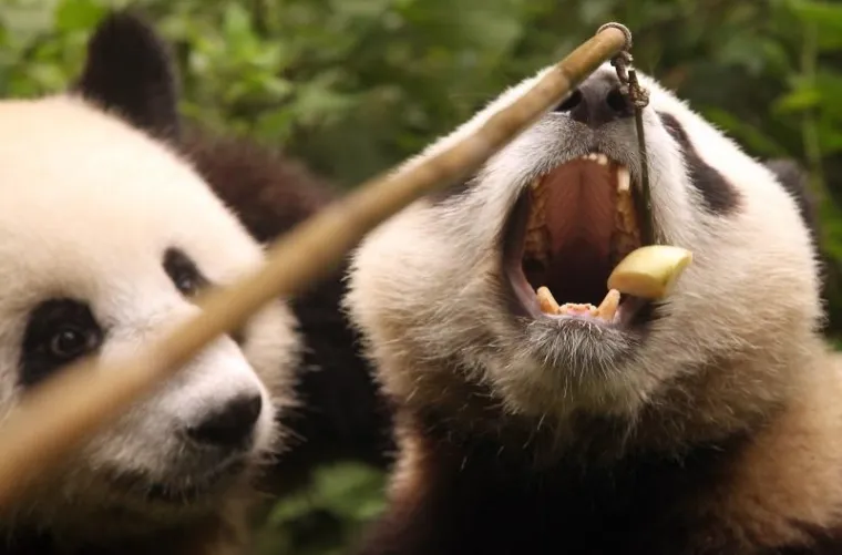 PXL- pande PXL- pande