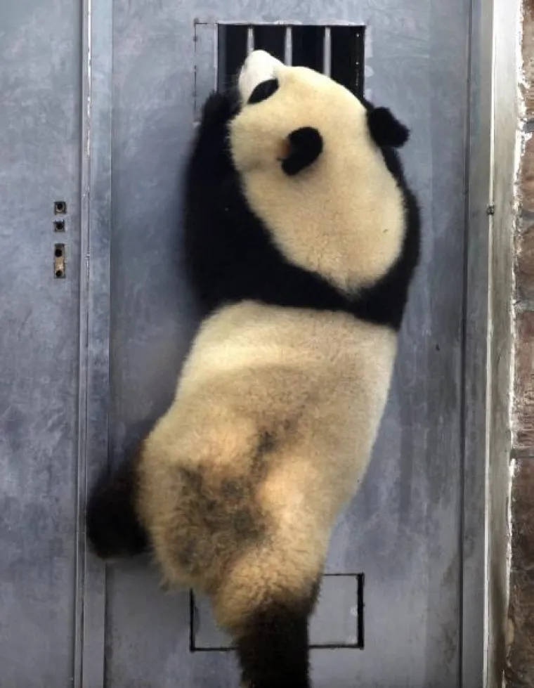 PXL- pande PXL- pande