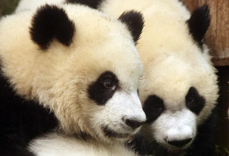 PXL- pande PXL- pande