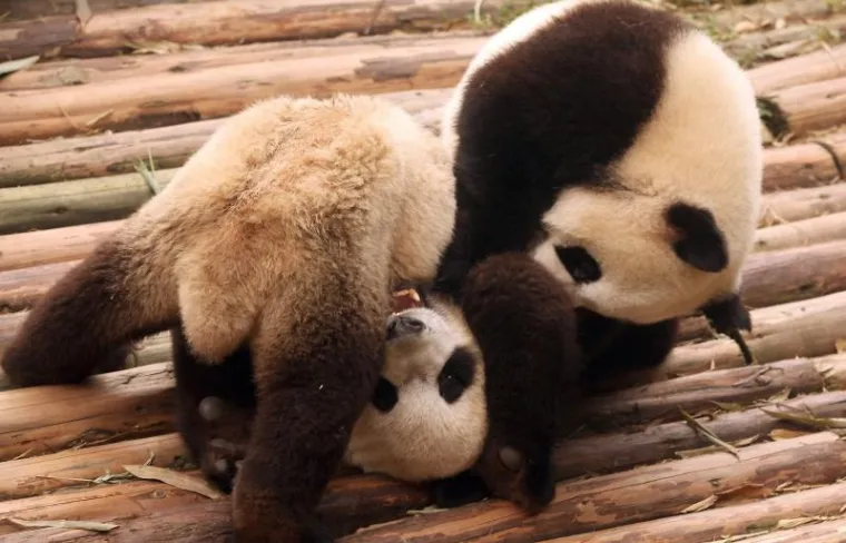 PXL- pande PXL- pande