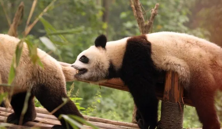 PXL- pande PXL- pande