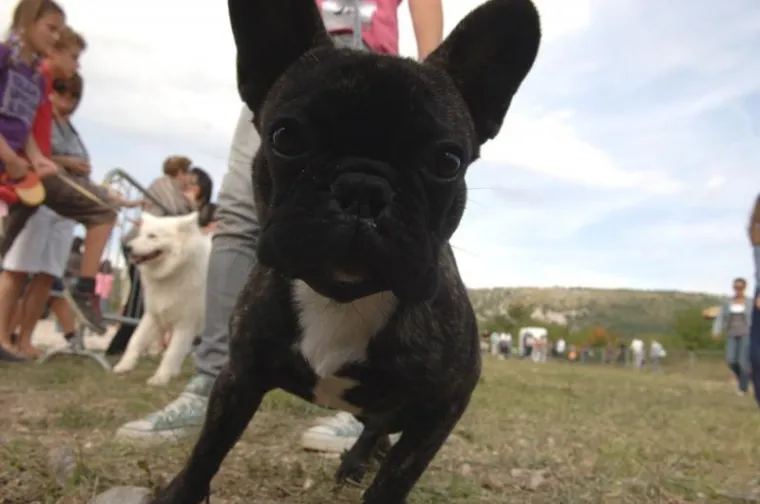 PXL revija pasa, pas PXL revija pasa, pas