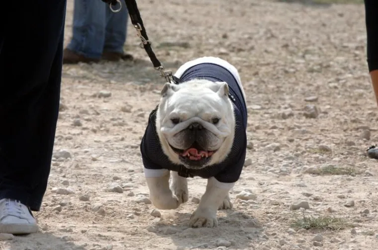 PXL revija pasa, pas PXL revija pasa, pas