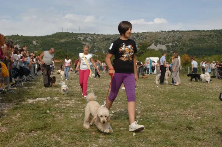 PXL revija pasa, pas PXL revija pasa, pas